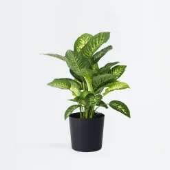 Plant in a Box Dief van Bagdad - Dieffenbachia 'Tropic' - Hoogte 70-80cm - ⌀24cm Clearance