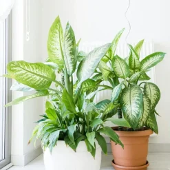 Plant in a Box Dief van Bagdad - Dieffenbachia 'Tropic' - Hoogte 70-80cm - ⌀24cm Clearance