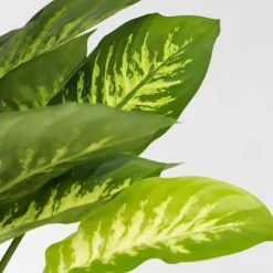 Plant in a Box Dief van Bagdad - Dieffenbachia 'Tropic' - Hoogte 70-80cm - ⌀24cm Clearance