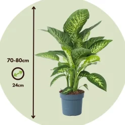 Plant in a Box Dief van Bagdad - Dieffenbachia 'Tropic' - Hoogte 70-80cm - ⌀24cm Clearance