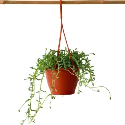 Plant in a Box Dolfijnenplant - Senecio peregrinus - Hoogte 10-20cm - ⌀12cm