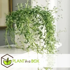 Plant in a Box Dolfijnenplant - Senecio peregrinus - Hoogte 10-20cm - ⌀12cm