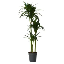 Plant in a Box Drakenbloedboom - Dracaena deremensis 'Janet Craig' - Hoogte 140-150cm - ⌀24cm Discount