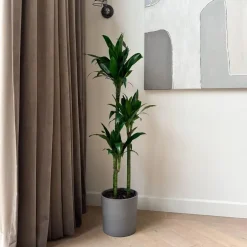 Plant in a Box Drakenbloedboom - Dracaena deremensis 'Janet Craig' - Hoogte 140-150cm - ⌀24cm Discount