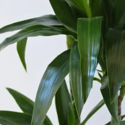 Plant in a Box Drakenbloedboom - Dracaena deremensis 'Janet Craig' - Hoogte 140-150cm - ⌀24cm Discount