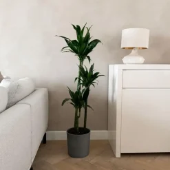 Plant in a Box Drakenbloedboom - Dracaena deremensis 'Janet Craig' - Hoogte 140-150cm - ⌀24cm Discount