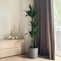 Plant in a Box Drakenbloedboom - Dracaena deremensis 'Janet Craig' - Hoogte 140-150cm - ⌀24cm Discount
