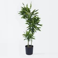 Plant in a Box Drakenbloedboom - Dracaena fragrans 'Cintho' - Hoogte 140-150cm - ⌀24cm Best