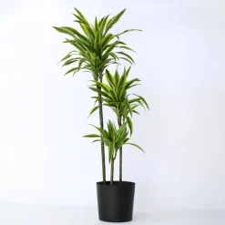 Plant in a Box Drakenbloedboom - Dracaena 'Lemon Lime' - Hoogte 130-140cm - ⌀24cm Outlet