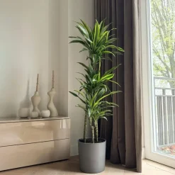 Plant in a Box Drakenbloedboom - Dracaena 'Lemon Lime' - Hoogte 130-140cm - ⌀24cm Outlet