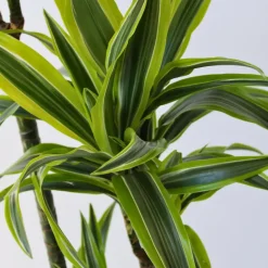 Plant in a Box Drakenbloedboom - Dracaena 'Lemon Lime' - Hoogte 130-140cm - ⌀24cm Outlet
