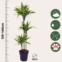 Plant in a Box Drakenbloedboom - Dracaena 'Lemon Lime' - Hoogte 130-140cm - ⌀24cm Outlet