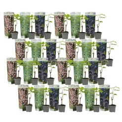 Plant in a Box Druivenplant - Set van 24 - Vitis vinifera - Hoogte 25-40cm - ⌀9cm Sale