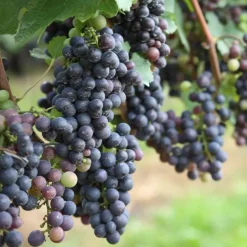 Plant in a Box Druivenplant - Set van 24 - Vitis vinifera - Hoogte 25-40cm - ⌀9cm Sale