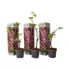 Plant in a Box Druivenplant - Set van 3 - Vitis vinifera 'pinot gris' - Hoogte 25-40cm - ⌀9cm Discount