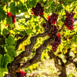 Plant in a Box Druivenplant - Set van 3 - Vitis vinifera 'pinot gris' - Hoogte 25-40cm - ⌀9cm Discount