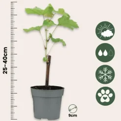 Plant in a Box Druivenplant - Set van 3 - Vitis vinifera 'pinot gris' - Hoogte 25-40cm - ⌀9cm Discount