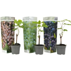 Plant in a Box Druivenplant - Set van 3 - Vitis vinifera - Hoogte 25-40cm - ⌀9cm Online