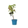 Plant in a Box Druivenplant - Vitis vinifera ‘Nero’ - Hoogte 60-75cm - ⌀21cm Best