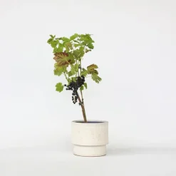 Plant in a Box Druivenplant - Vitis vinifera ‘Nero’ - Hoogte 60-75cm - ⌀21cm Best