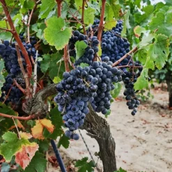 Plant in a Box Druivenplant - Vitis vinifera ‘Nero’ - Hoogte 60-75cm - ⌀21cm Best