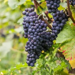 Plant in a Box Druivenplant - Vitis vinifera ‘Nero’ - Hoogte 60-75cm - ⌀21cm Best