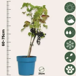 Plant in a Box Druivenplant - Vitis vinifera ‘Nero’ - Hoogte 60-75cm - ⌀21cm Best