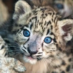 Pure Duvet cover 140x220 + 1* 60x70 cm New