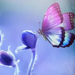 Pure Duvet cover 240x220 + 2* 60x70 cm Hot