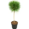 Plant in a Box Dwergden - Pinus 'Summer Breeze' - Hoogte 70-80cm - ⌀24cm Hot