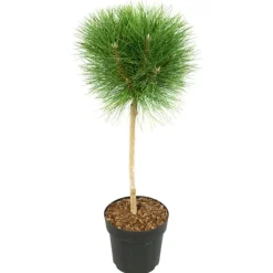 Plant in a Box Dwergden - Pinus 'Summer Breeze' - Hoogte 70-80cm - ⌀24cm Hot