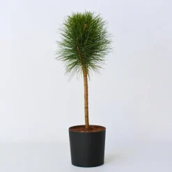 Plant in a Box Dwergden - Pinus 'Summer Breeze' - Hoogte 70-80cm - ⌀24cm Hot