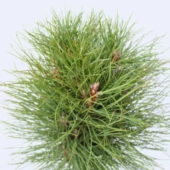 Plant in a Box Dwergden - Pinus 'Summer Breeze' - Hoogte 70-80cm - ⌀24cm Hot