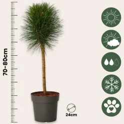 Plant in a Box Dwergden - Pinus 'Summer Breeze' - Hoogte 70-80cm - ⌀24cm Hot