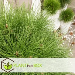 Plant in a Box Dwergden - Pinus 'Summer Breeze' - Hoogte 70-80cm - ⌀24cm Hot