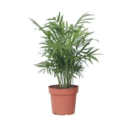 Plant in a Box Dwergpalm - Chamaedorea elegans - Hoogte 30-40cm - ⌀12cm Sale