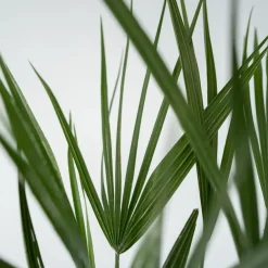 Plant in a Box Dwergpalm - Chamaerops humilis - Hoogte 70-80cm - ⌀21cm