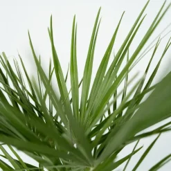 Plant in a Box Dwergpalm - Chamaerops humilis - Hoogte 70-80cm - ⌀21cm