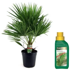 Plant in a Box Dwergpalm - Chamaerops humilis - Hoogte 70-80cm - ⌀21cm Clearance