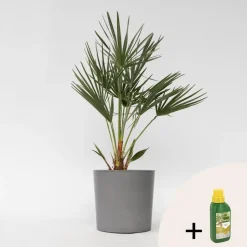 Plant in a Box Dwergpalm - Chamaerops humilis - Hoogte 70-80cm - ⌀21cm Clearance