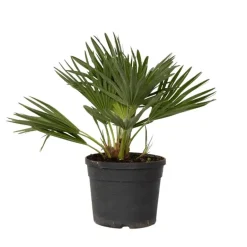 Plant in a Box Dwergpalm - Chamaerops 'Vulcano' - Hoogte 35-45cm - ⌀19cm New