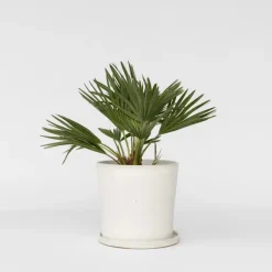 Plant in a Box Dwergpalm - Chamaerops 'Vulcano' - Hoogte 35-45cm - ⌀19cm New