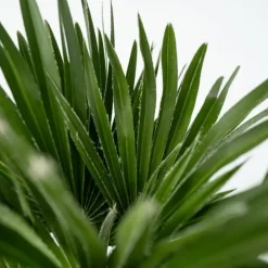 Plant in a Box Dwergpalm - Chamaerops 'Vulcano' - Hoogte 35-45cm - ⌀19cm New