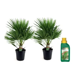 Plant in a Box Dwergpalm - Set van 2 - Chamaerops humilis - Hoogte 70-80cm - ⌀21cm Hot