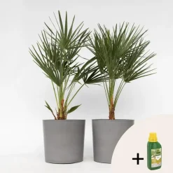 Plant in a Box Dwergpalm - Set van 2 - Chamaerops humilis - Hoogte 70-80cm - ⌀21cm Hot