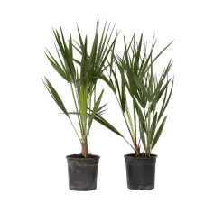 Plant in a Box Dwergpalm - Set van 2 - Chamaerops humilis - Hoogte 50-60cm - ⌀15cm Outlet