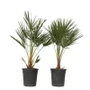 Plant in a Box Dwergpalm - Set van 2 - Chamaerops humilis - Hoogte 70-80cm - ⌀21cm