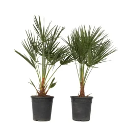 Plant in a Box Dwergpalm - Set van 2 - Chamaerops humilis - Hoogte 70-80cm - ⌀21cm