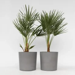 Plant in a Box Dwergpalm - Set van 2 - Chamaerops humilis - Hoogte 70-80cm - ⌀21cm
