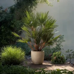 Plant in a Box Dwergpalm - Set van 2 - Chamaerops humilis - Hoogte 70-80cm - ⌀21cm